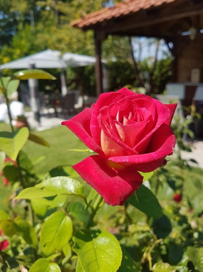 Villa Valeria Thassos エクステリア 写真